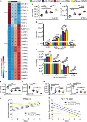 The Mitochondrial PHB Complex Determines Lipid Composition and Interacts With the Endoplasmic Reticulum to Regulate Ageing